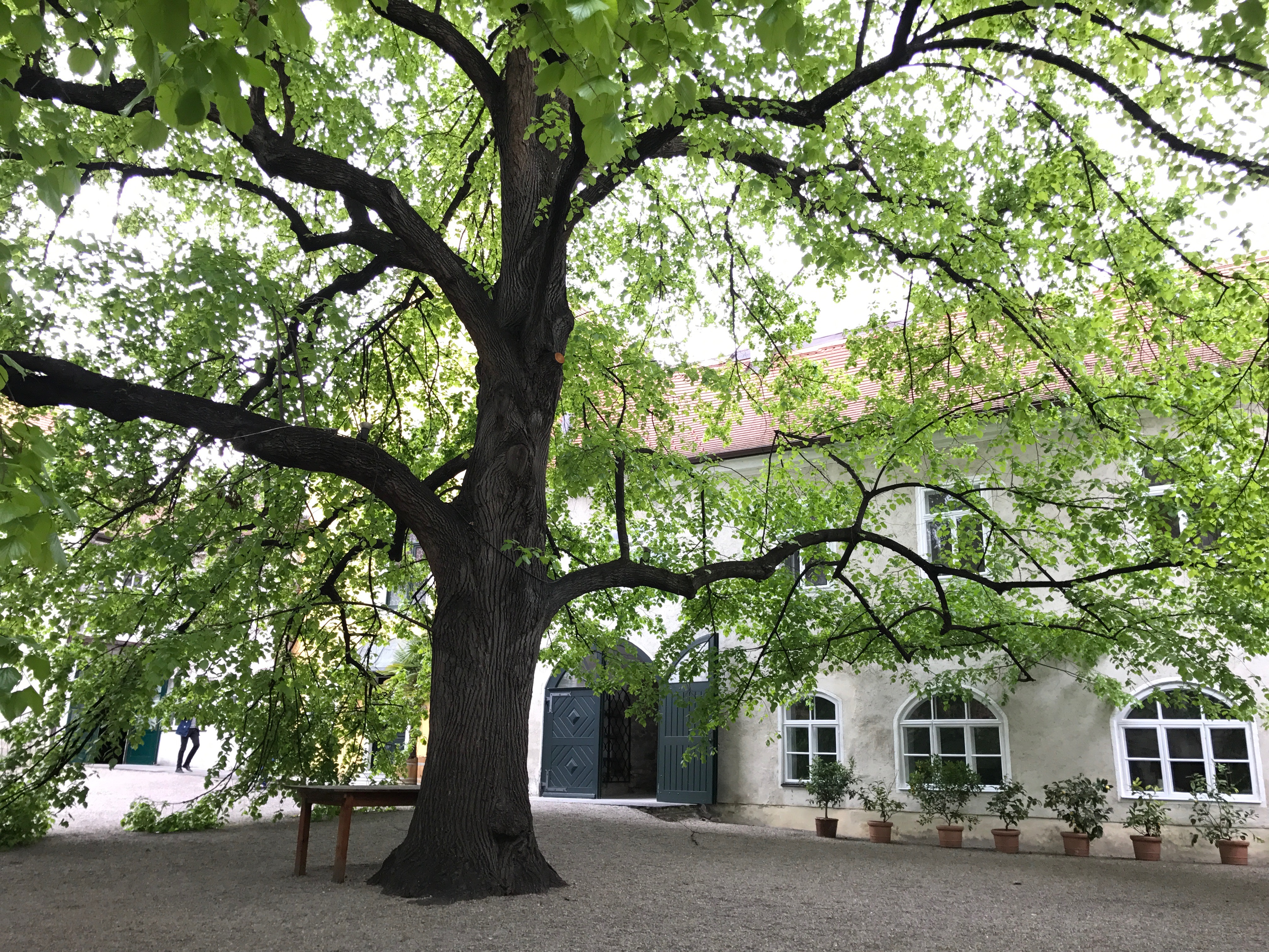 Kaiserlinde im Innenhof des Weingutes