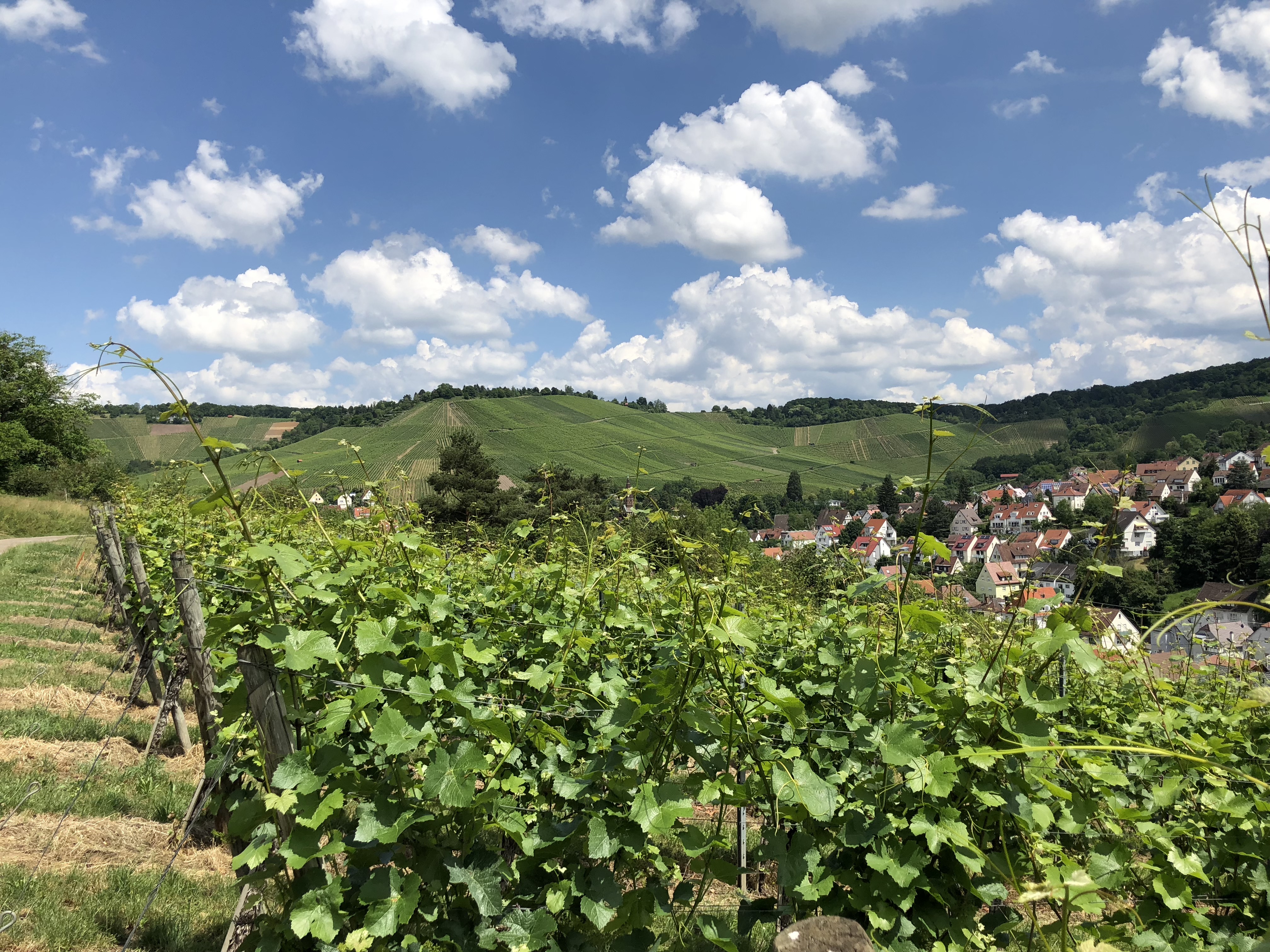 Auf dem Weinwanderweg Blick Richtung Uhlbach