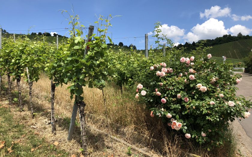Rosen und Reben am Weinwanderweg