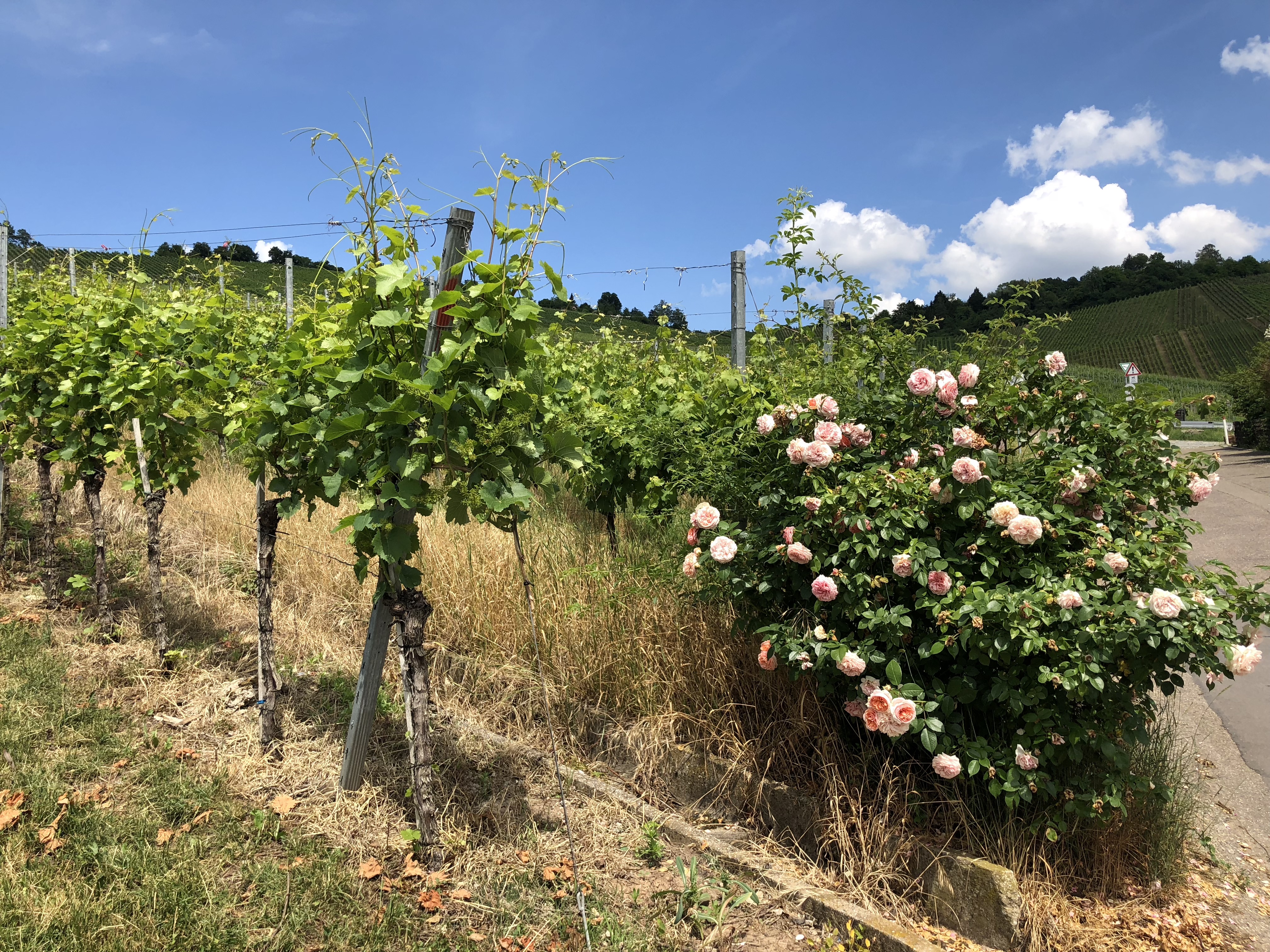 Rosen und Reben am Weinwanderweg