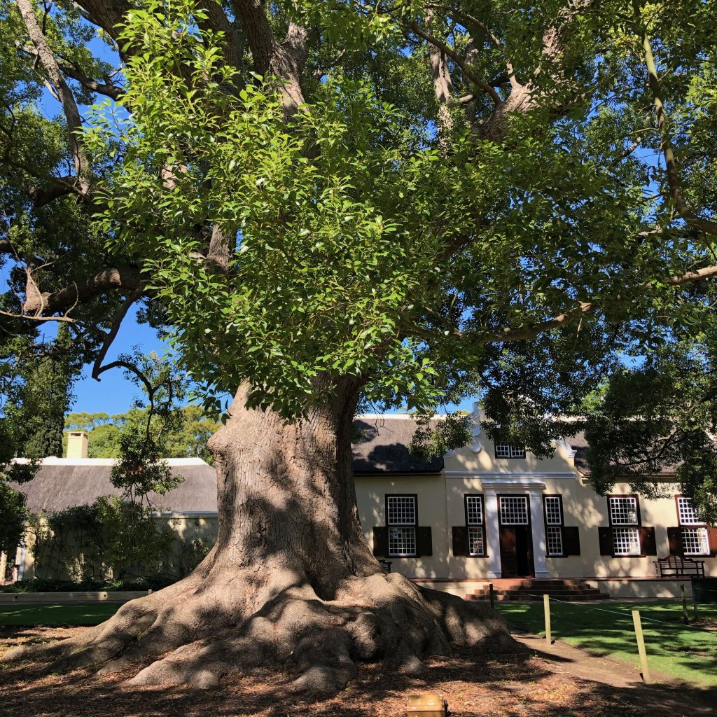 Fünf 300 Jahre alte Kampferbäume dominieren das Herrenhaus von Vergelegen