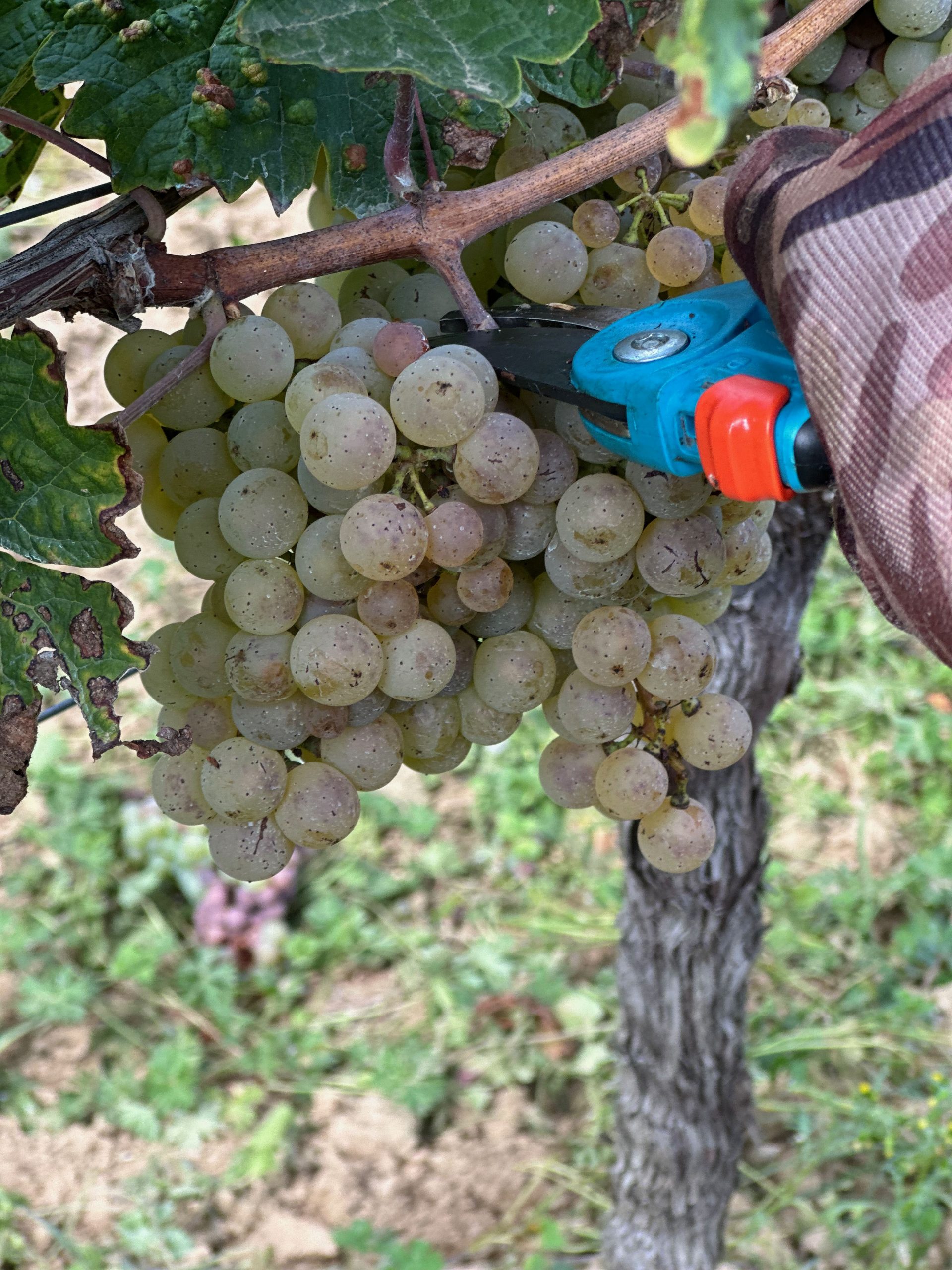 Riesling Traube zum Zielpunkt der Lese