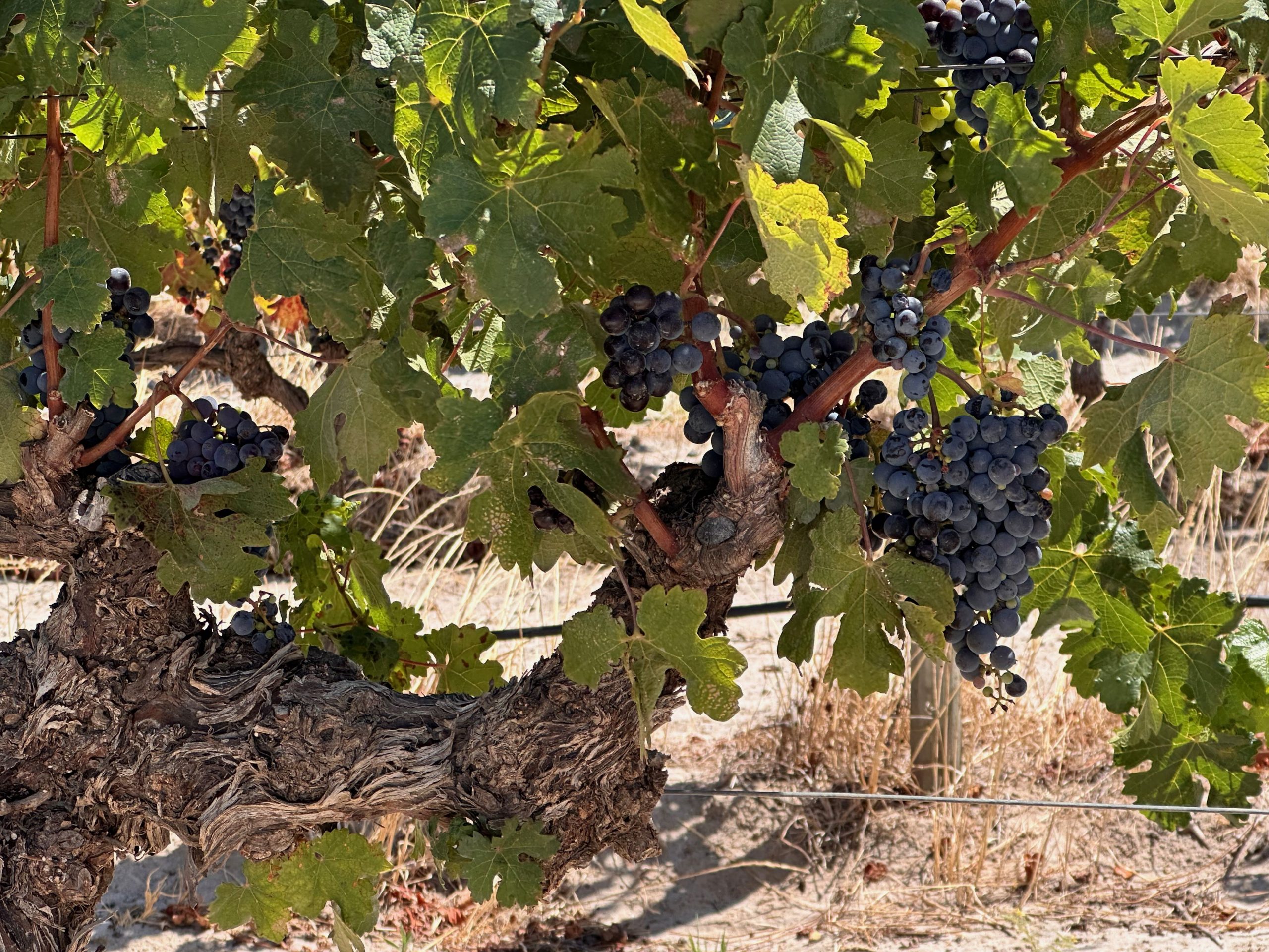 Syrah Reben in Südafrika, kurz vor der Lese