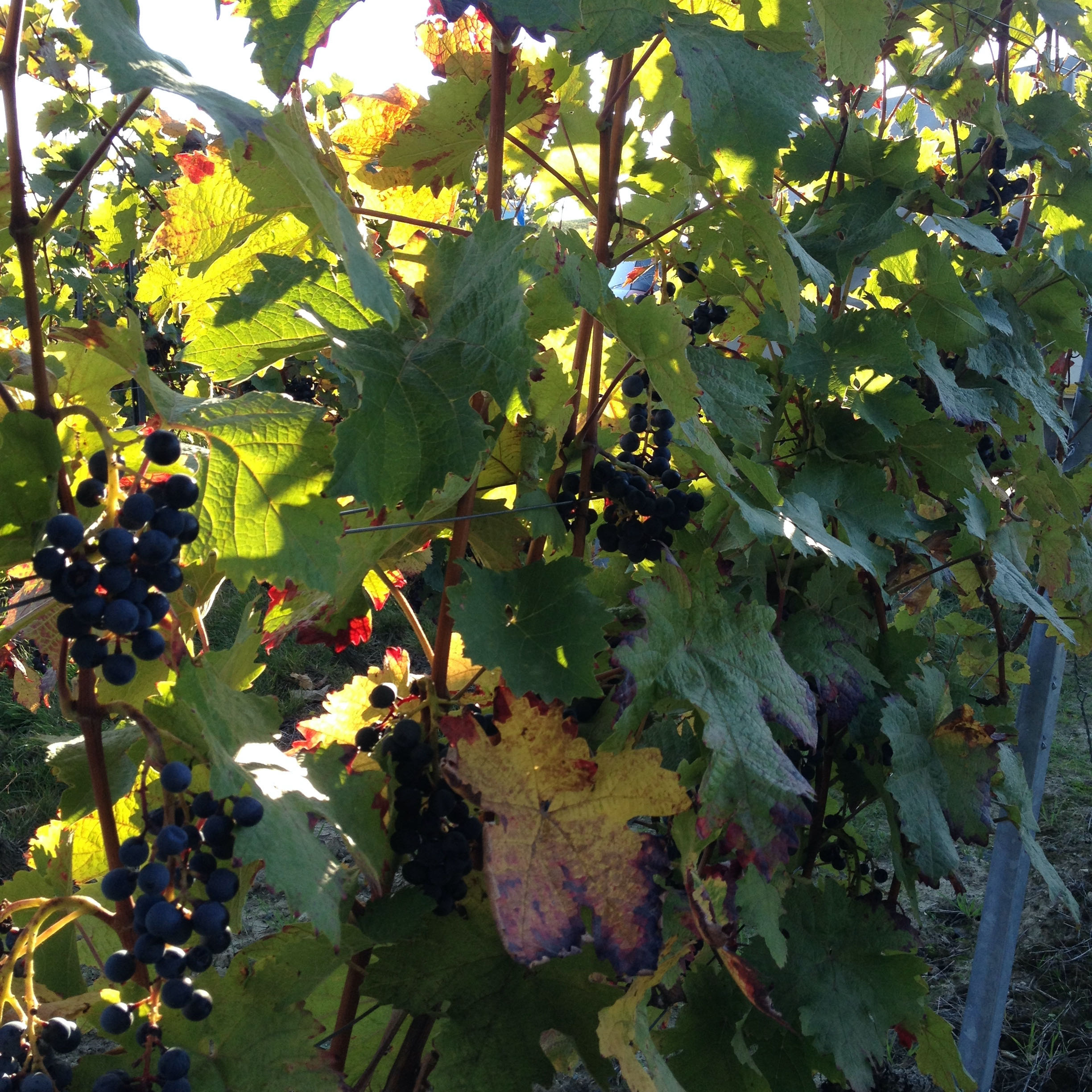 Spätburgunder in Rheinhessen