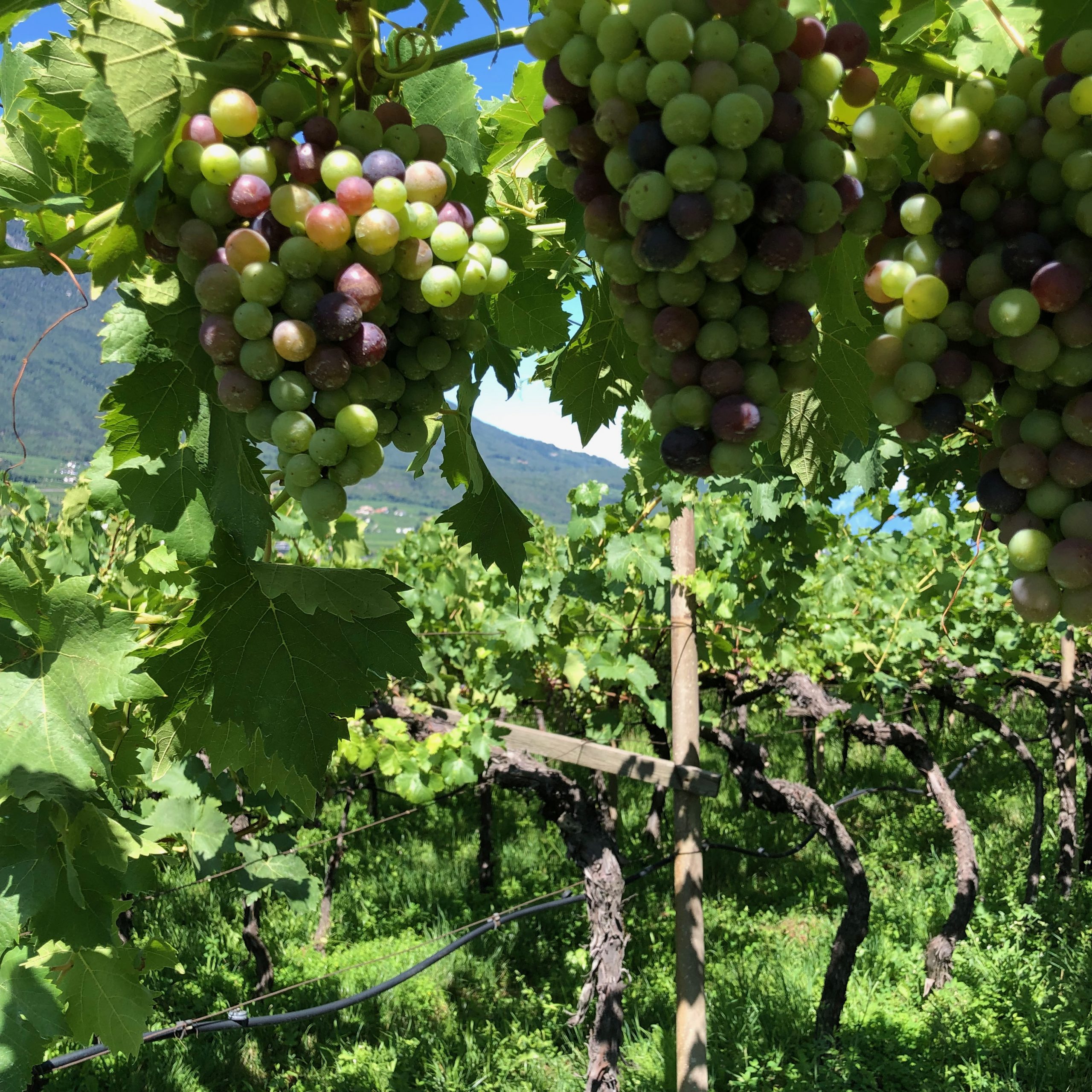 Lagrein Trauben während der Véraison