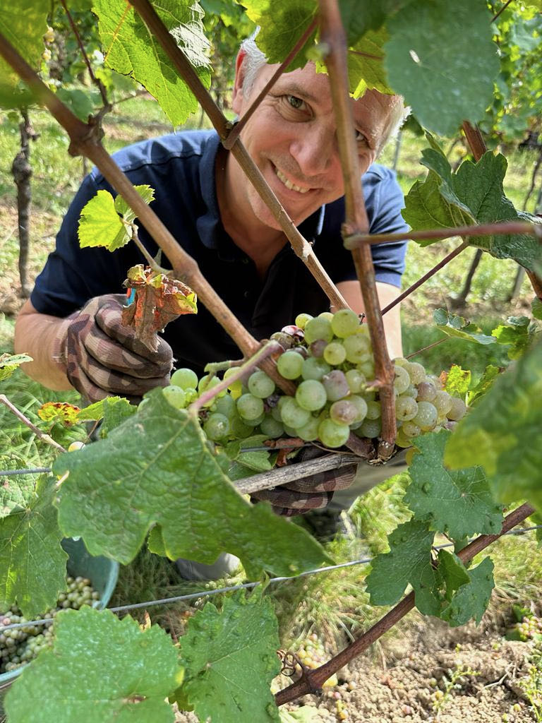 Ich bei der Weinlese im Weinberg