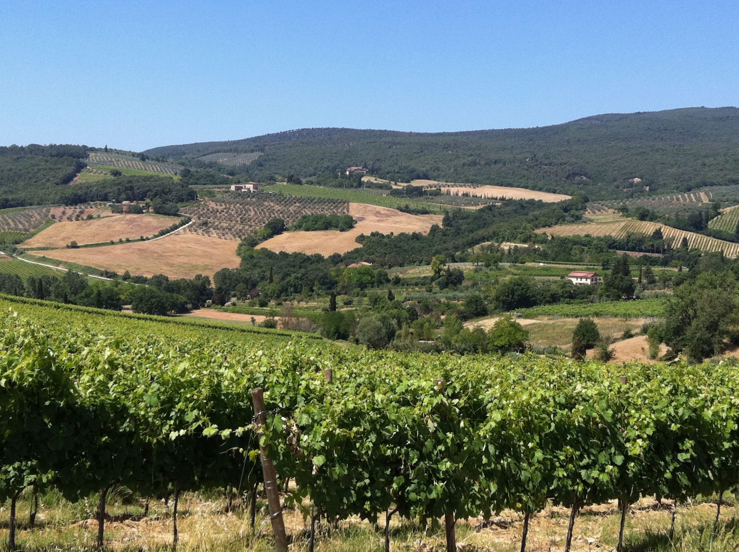 Weinberge im Chianti Classico