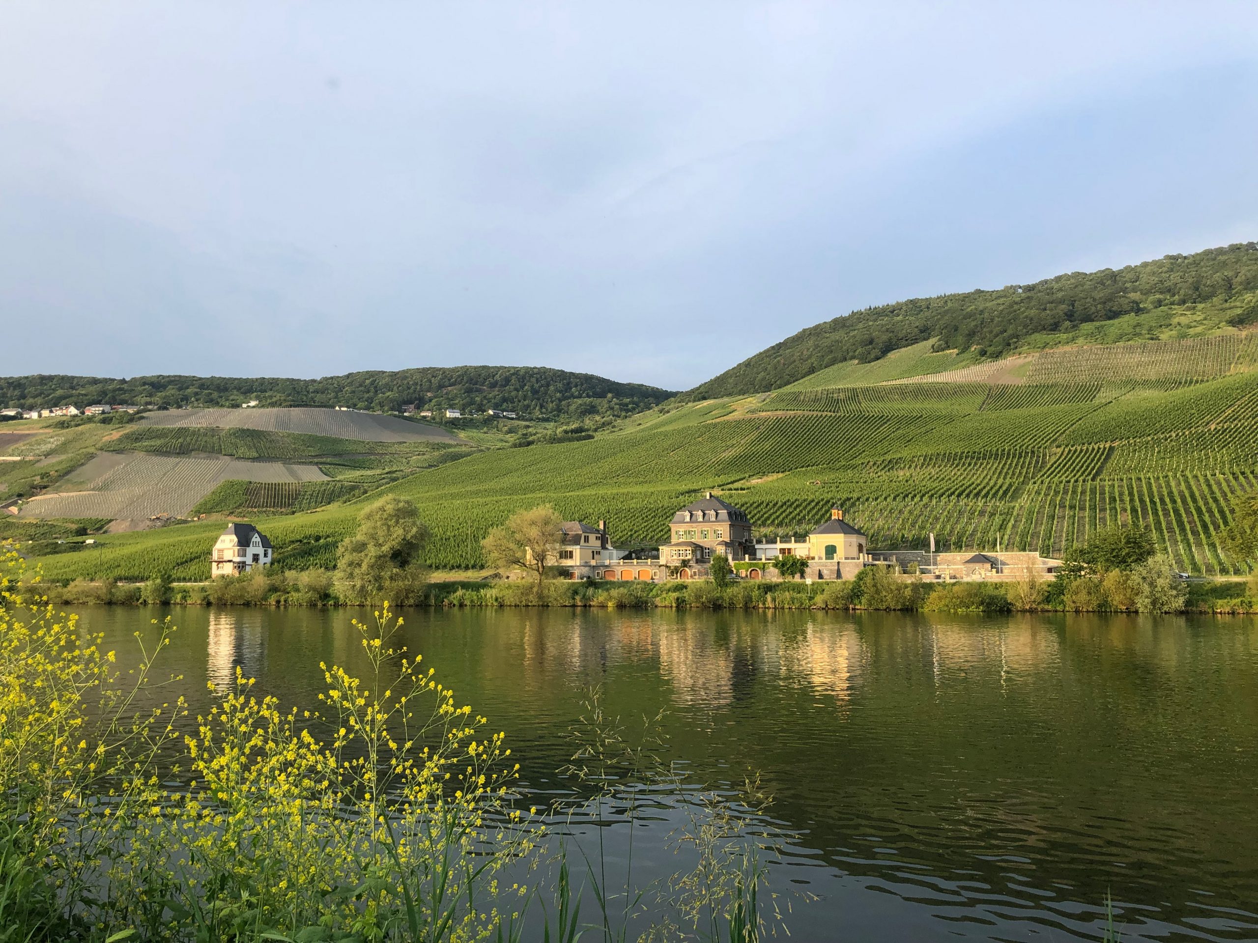 Weinberge an der Mosel
