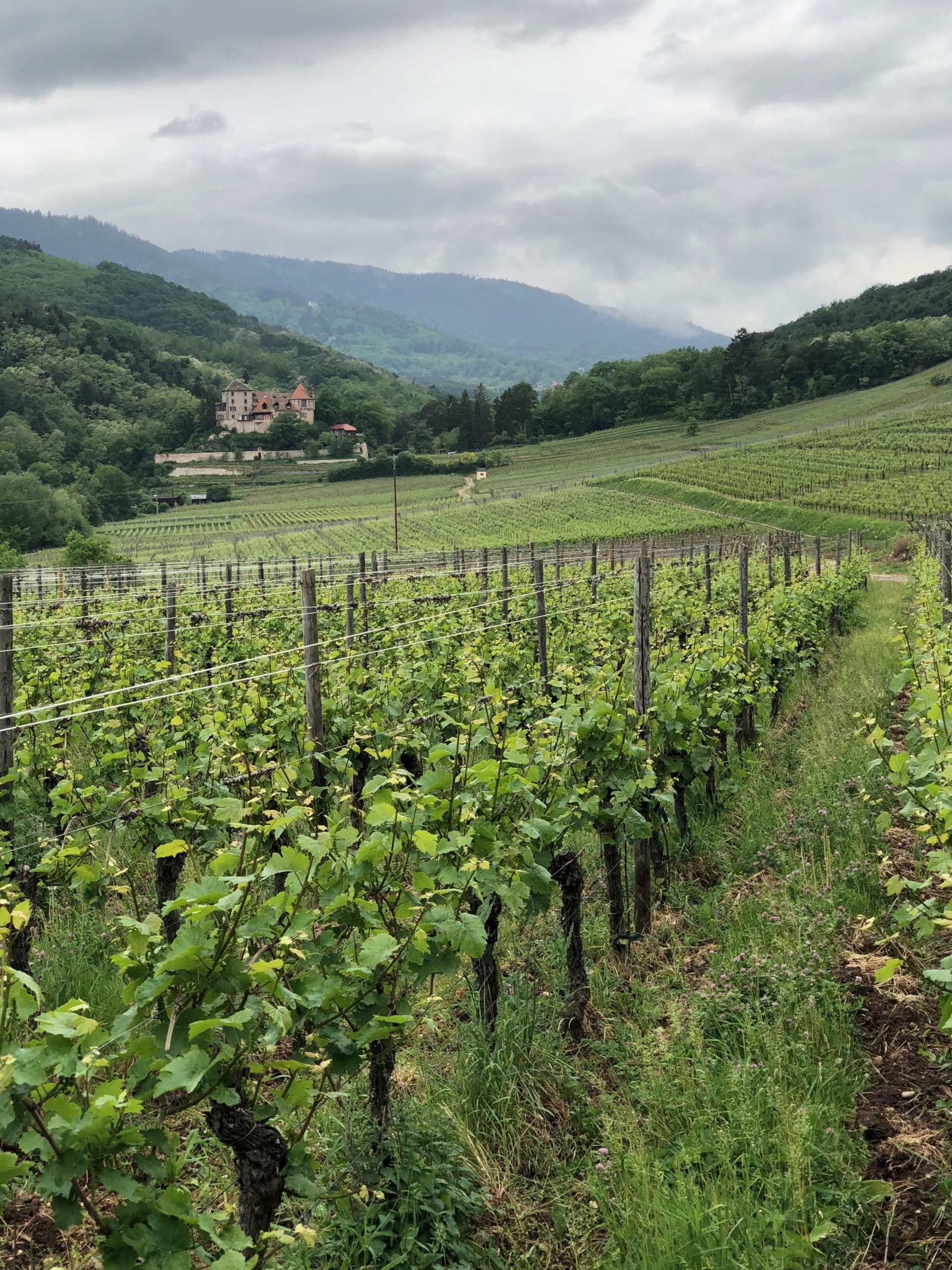 Weinberge nahe Bergheim im Elsass