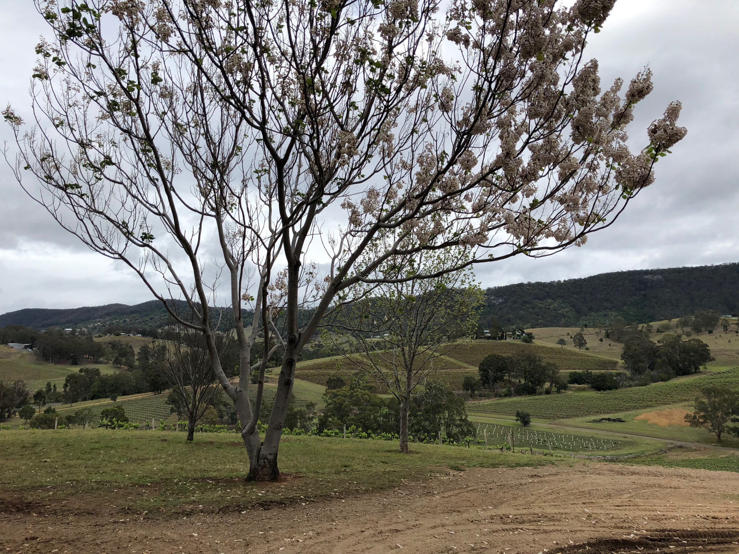 Hunter Valley, Australien