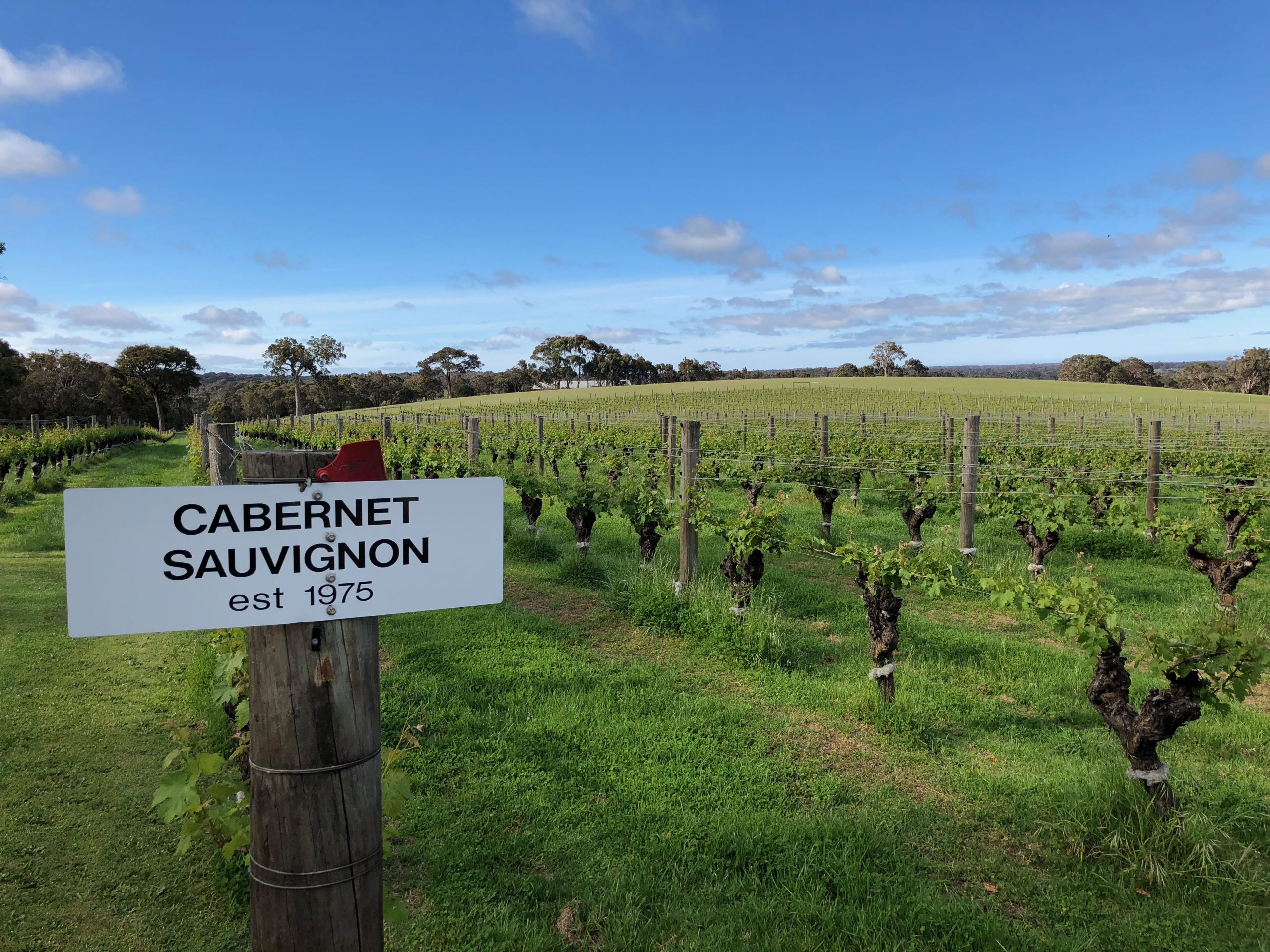 Cabernet Sauvignon Reben in Western Australia