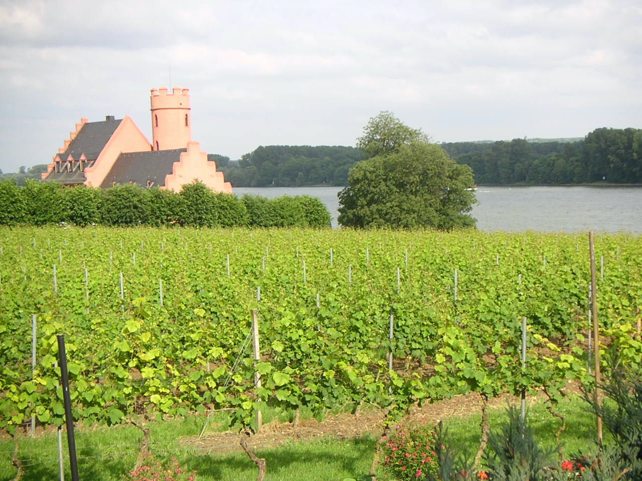 Reben und Rhein im Rheingau