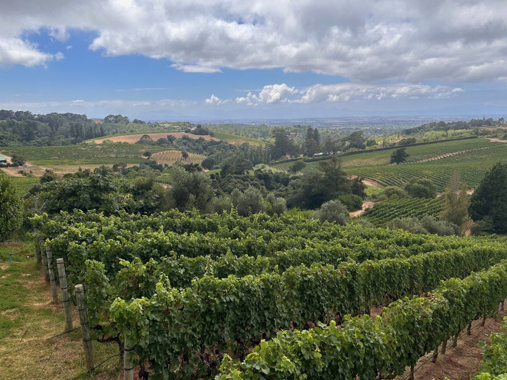 Blick in die Reben der Weinfarm